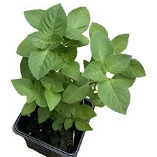 Image result for Ocimum