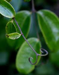 Image result for Strychnos lucens