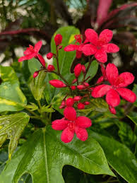 Image result for Crossandra nilotica