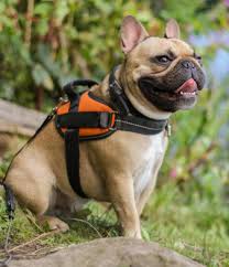The new jersey senate approved a bill earlier this week that would require pet stores licensed after january 12, 2016 to sell only dogs and cats obtained from shelters and animal rescue organizations. Petcenter Old Bridge New Jersey Buy Puppies For Sale Pet Supplies