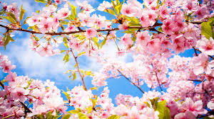 1920 x 1278, 157 kb. Spring Cherry Blossom Wallpapers Top Free Spring Cherry Blossom Backgrounds Wallpaperaccess