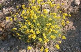Fiori gialli spontanei inverno / numerosi sono i fiori invernali spontanei che possiamo vedere girando nel territorio del sud est milanese gallery natura una guida fotografica sulle principali specie di fiori spontanei della sardegna. Scopriamo Le Propieta Del Profumatissimo Elicriso Cagliari Vistanet