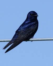 NY State Purple Martin Project