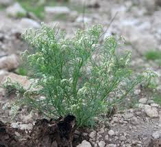 Image result for Heliotropium lineare