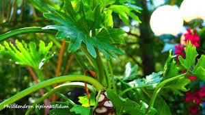 Maybe you would like to learn more about one of these? Philodendron Bipinnatifidum Potting And Care Philodendron Selloum Youtube