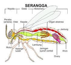 Http Mildaagran Blogspot Com 2014 11 Artikel Sistem Pernapasan Pada Berbagai Html