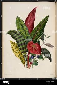 Image result for Pavetta johnstonii