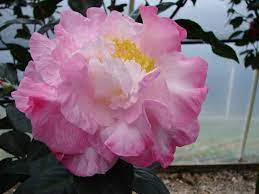 Fine Pure Miaojie C Reticulata Cross Of Suzanne Withers X Kona Large To Very Large 5 9 Diameter Semi Double Camellia Plant Pure Products Whorl