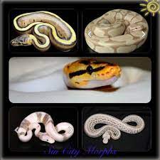 Ball Python Wish List 3