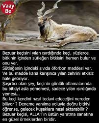 Carpediem Adli Kullanicinin Biliyonmu Panosundaki Pin Bilgi Alintilari Gercekler Bilgi