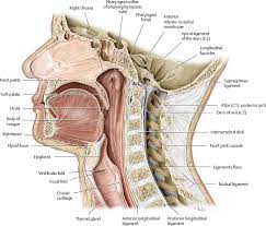 The suboccipital muscles act to rotate the head and extend the neck.rectus capitis posterior major and rectus capitis posterior minor attach the inferior nuchal line of the occiput to the c2 and c1 vertebrae respectively. Neck Atlas Of Anatomy
