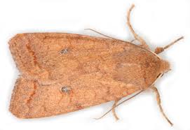 Image result for Blotiella currorii