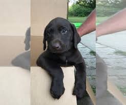 Labrador retriever breeders near me. Puppyfinder Com Labrador Retriever Puppies Puppies For Sale Near Me In Iowa Usa Page 1 Displays 50