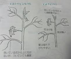 水なすの栽培方法 水なすの育て方 泉州水なすの なす伝