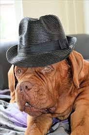 Free Image On Pixabay Dog Hat Fun Doggy Canine Pet Dogue De Bordeaux Chapeau Bordeaux