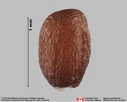 Image result for Erucastrum arabicum