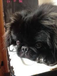 Hair past the lower back would be the preferred. 15 Pug Mix Ideas Pug Mix Pugs Puppies