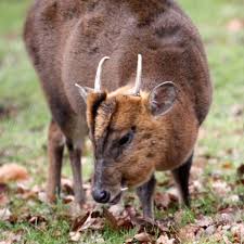 Muntjac Deer With Tusk Deer Animals Wild Zoo Animals