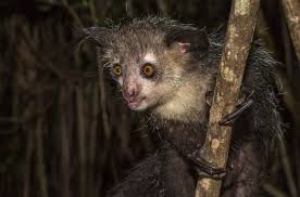 Maybe you would like to learn more about one of these? Animals From A To D Wild Animals List Features Common Features
