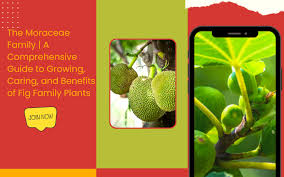 Image result for Moraceae