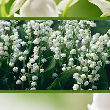 Image result for Ornithogalum flexuosum