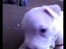 Check spelling or type a new query. All White Puppy Pitbull With Blue Eyes Youtube