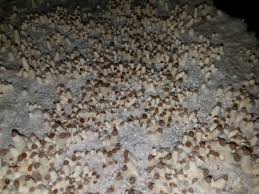 Damn, $40/eighth is standard in my parts. How Much Do Shrooms Cost Archives Buy Magic Mushrooms Canada Trippy Mushrooms