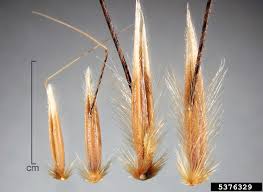 Image result for Avena byzantina