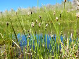 Image result for Eleocharis confervoides