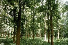 Image result for Tectona