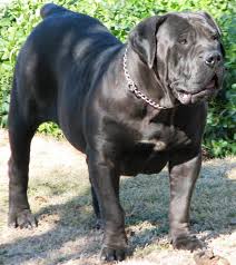 Black Boerboel Puppies For Sale In Cape Town African Mastinos Boersos Black Boerboels Large Dog Breeds Dog Breeds Scary Dogs