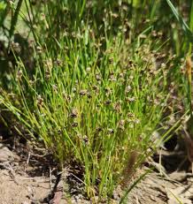 Image result for Isolepis setacea