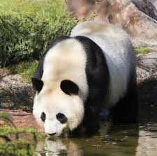 We did not find results for: Naissance Annoncee D Un Bebe Panda Au Zoo De Beauval Femme Actuelle Le Mag
