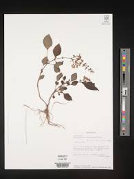 Image result for Plectranthus mandalensis