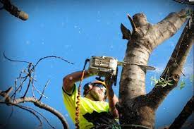 It requires a great deal of training and years of experience. Affordable Tree Removal Forestville