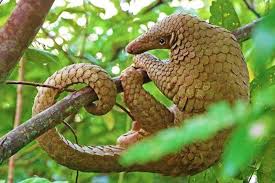 Bichos idênticos afastados pela taxonomia. Entre Morcegos Pangolins E Tatus Escola Preparatoria Da Ufabc