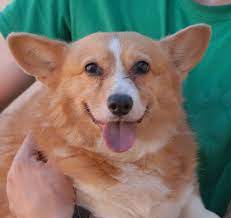 Princess Is A Thoughtful Jolly Girl Debuting For Adoption This Afternoon At Nevada Spca Www Nevadaspca Org She Is A Lovely Dog Adoption Dog Friends Dogs