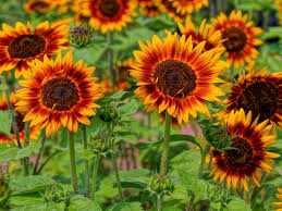 We did not find results for: Wallpaper 2048x1538 Px Field Sun Sunflower Sunflowers 2048x1538 Wallup 1693763 Hd Wallpapers Wallhere