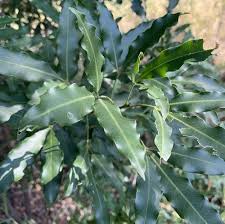 Image result for Vepris reflexa