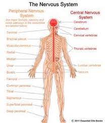 Their specific functions include receiving stimuli from changes in the environment, transmitting. General Effects Of Essential Oils On Different Body Systems Human Nervous System Nervous System Lesson Plans Central Nervous System