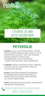 5 Pflanzen Die Man Im Juli Aussaen Kann Pflanzen Petersilie Petersilie Pflanzen
