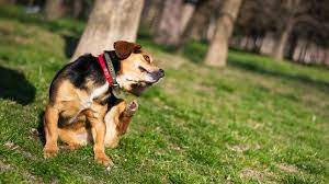 Apr 28, 2016 · buy a flea collar and put it on your pet's neck every time it is being walked. Best Flea Collar For Dogs Protect Your Pooch From Unwanted Critters Petsradar