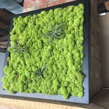 Plants and shrubs can also be used to reduce the sound leaching into your backyard from the road. Air Purifying Plants Sound Absorbing Moss Tiles Kansas City