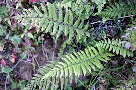 Image result for Christella dentata