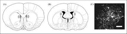 A tool by matt gaidica. Rat Atlas Figures Showing Injection Targets As Shaded Areas In A Download Scientific Diagram