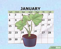 This will reward you with a zucchini plant that is neat, tidy, and only takes up 1 square foot of space. How To Grow Zucchini 10 Steps With Pictures Wikihow