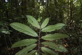 Image result for Cola mossambicensis