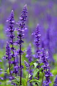 Salvia Farinacea Purple Perennials Flower Garden Salvia