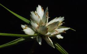 Image result for Cyperus margaritaceus