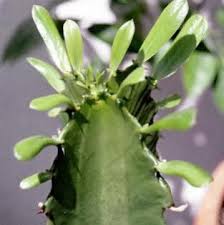 Image result for Euphorbia candelabrum